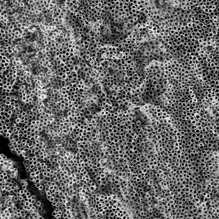 Titanium Dioxide Nanotubes (Detail Shot), Anna Osherov, Vladimir Bulovic, et al.