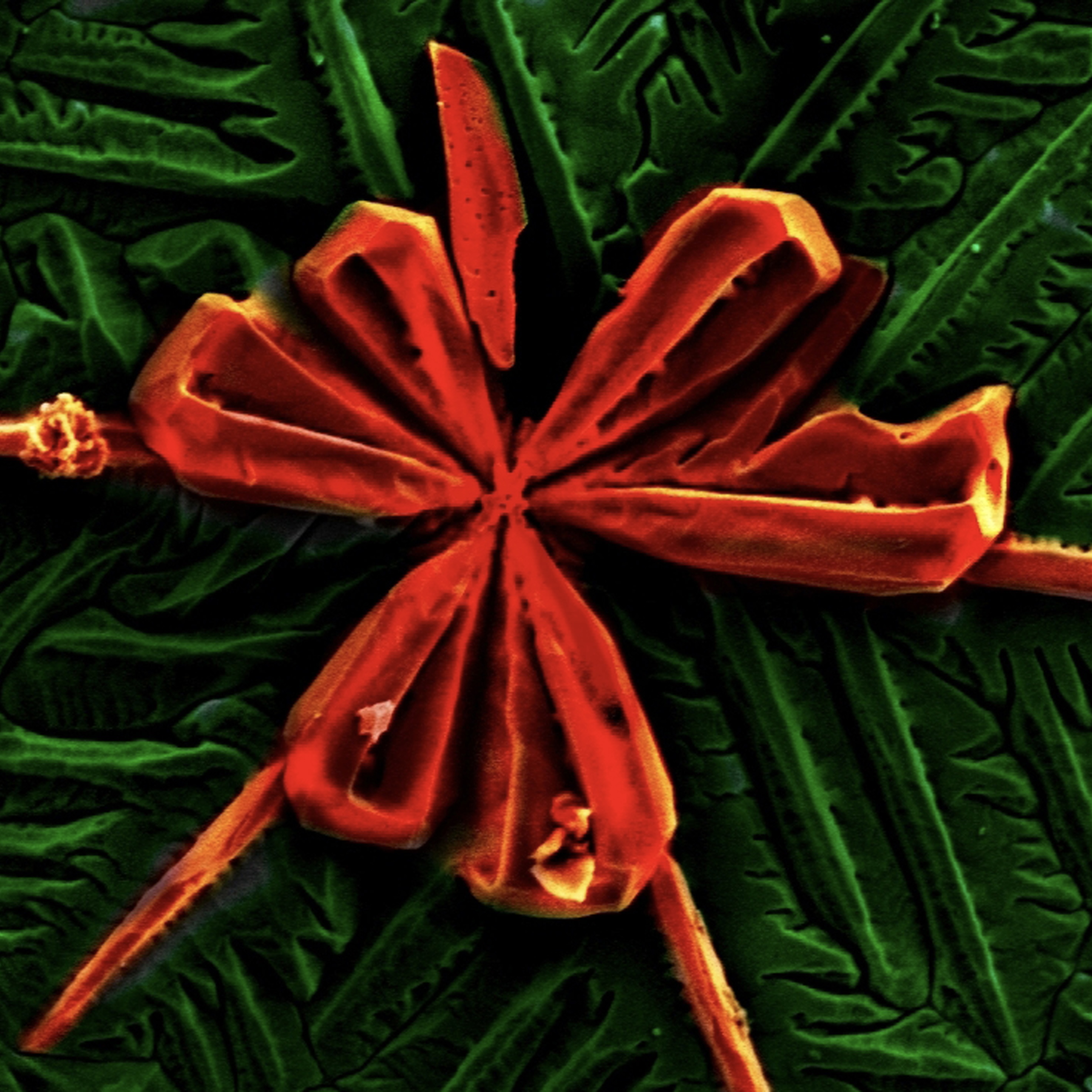 Microscopic Crystal Flowers of Cuprous Oxide #1, Anna Osherov, Matthew Panzer, et al.