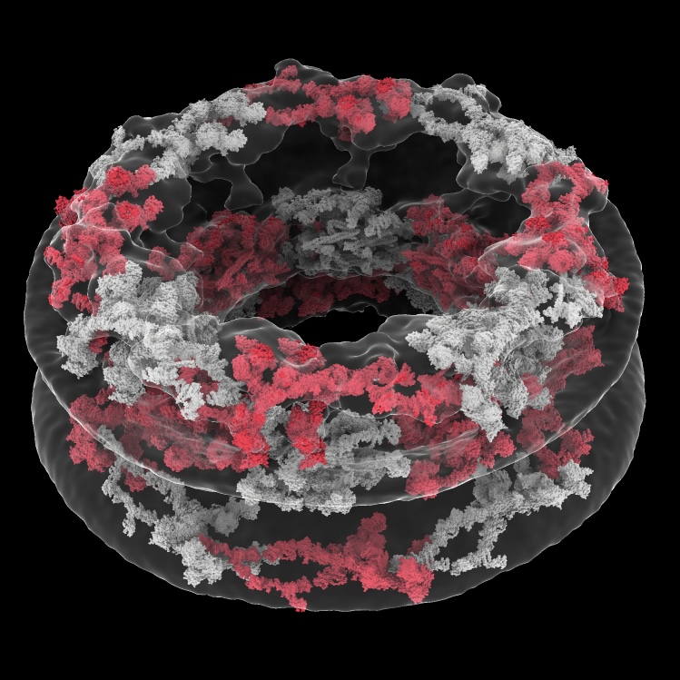 Human Nuclear Pore Complex, Anthony Schuller, Thomas Schwartz, et al.