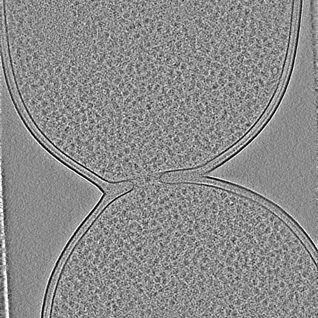 E. Coli Bacteria Subdivision, Paula Navarro, Andrea Vettiger, Luke Chao and Thomas Bernhardt, et al. 