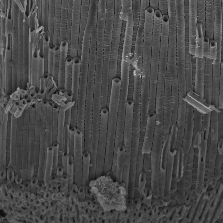 Titanium Dioxide Nanotubes, Anna Osherov, Vladimir Bulovic, et al.