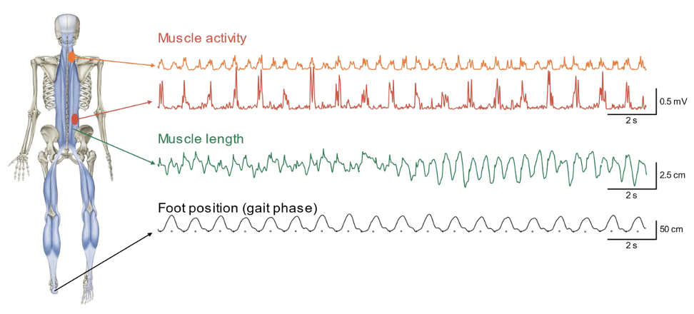 Muscle activity measurements while running